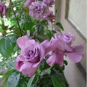 Vijolična - Vrtnica čajevka